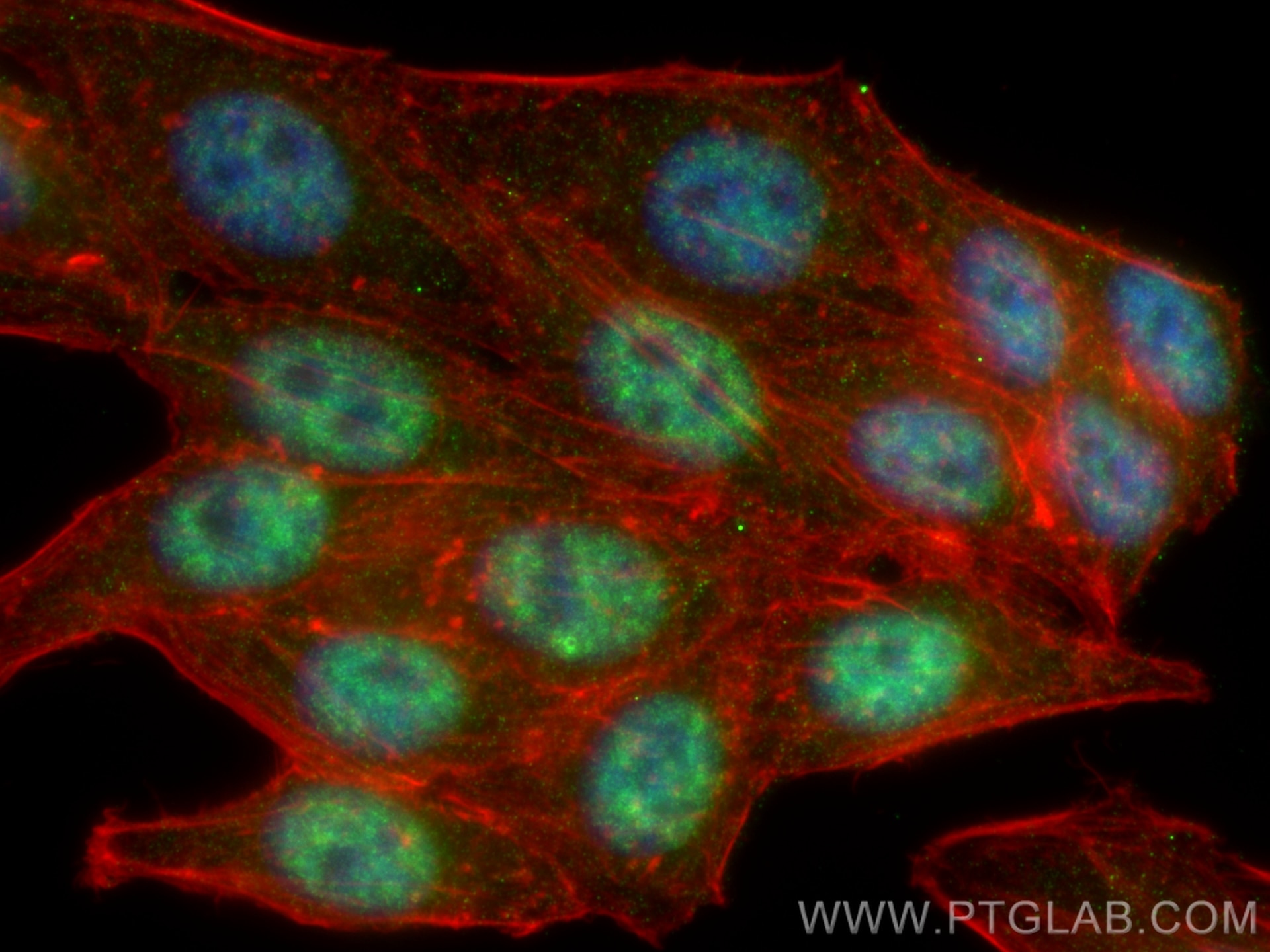 Immunofluorescence (IF) / fluorescent staining of HepG2 cells using SFRS8 Polyclonal antibody (24705-1-AP)