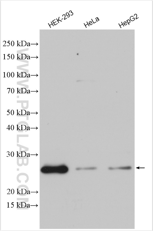 Western Blot (WB) analysis of various lysates using SFRS9 Polyclonal antibody (17926-1-AP)