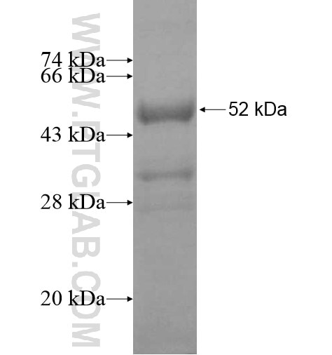 SFRS9 fusion protein Ag12347 SDS-PAGE