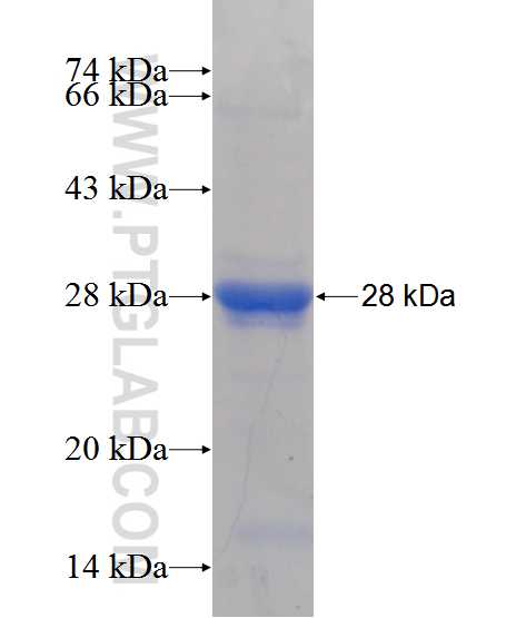 SFRS9 fusion protein Ag12527 SDS-PAGE