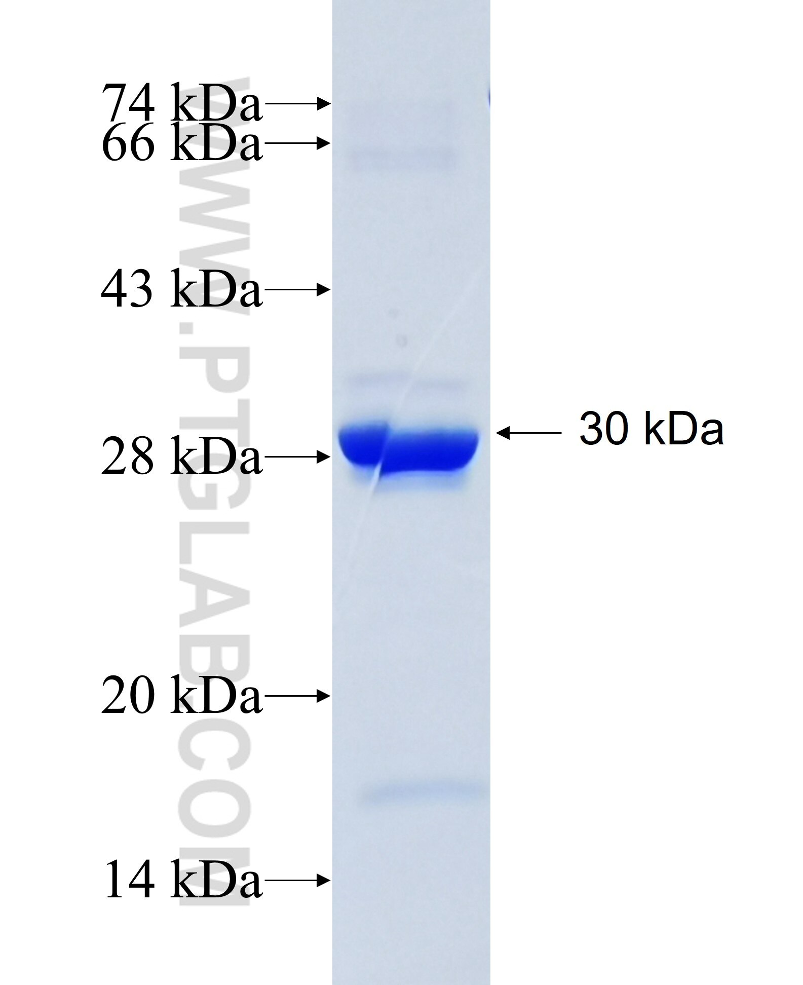 SFRS9 fusion protein Ag12527 SDS-PAGE