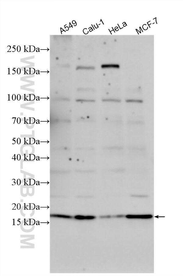 Western Blot (WB) analysis of various lysates using SFT2D2 Polyclonal antibody (32914-1-AP)