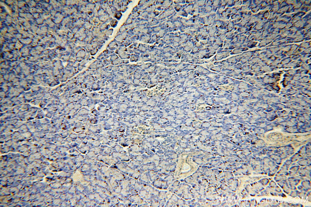 Immunohistochemistry (IHC) staining of human pancreas tissue using SFT2D3 Polyclonal antibody (19758-1-AP)