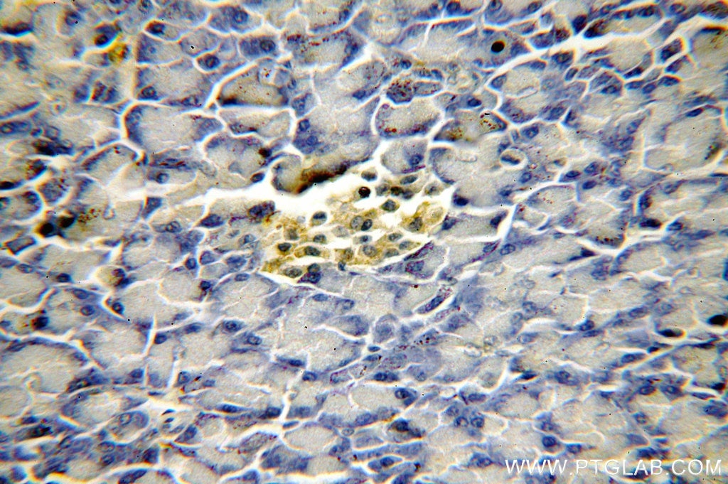 Immunohistochemistry (IHC) staining of human pancreas tissue using SFT2D3 Polyclonal antibody (19758-1-AP)