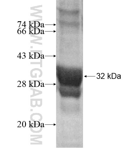 SFTA2 fusion protein Ag15656 SDS-PAGE