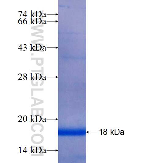 SFTPA1 fusion protein Ag23599 SDS-PAGE