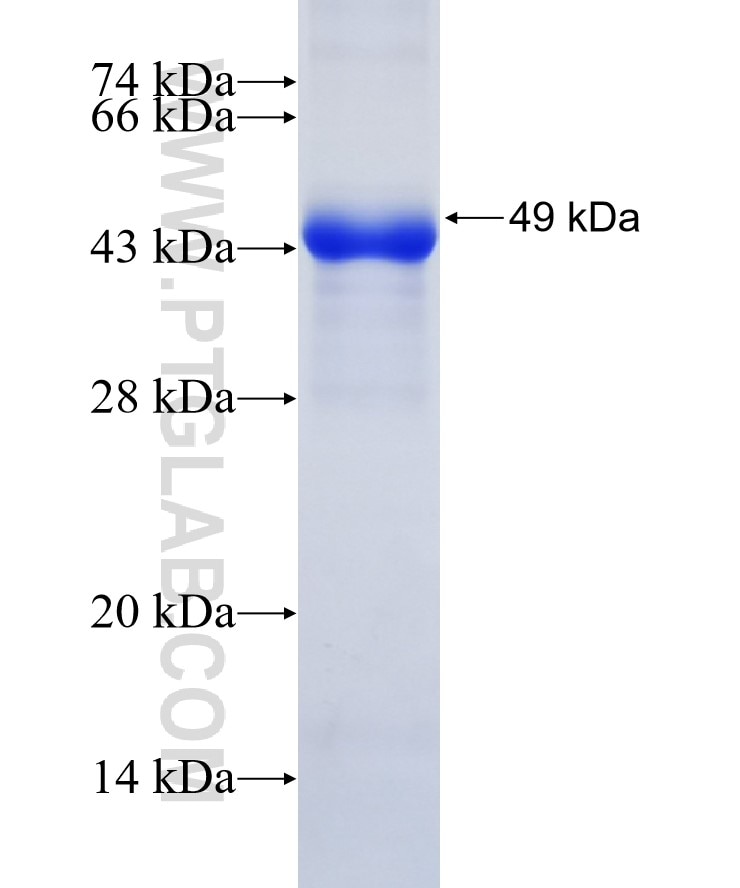 SFTPB fusion protein Ag23605 SDS-PAGE