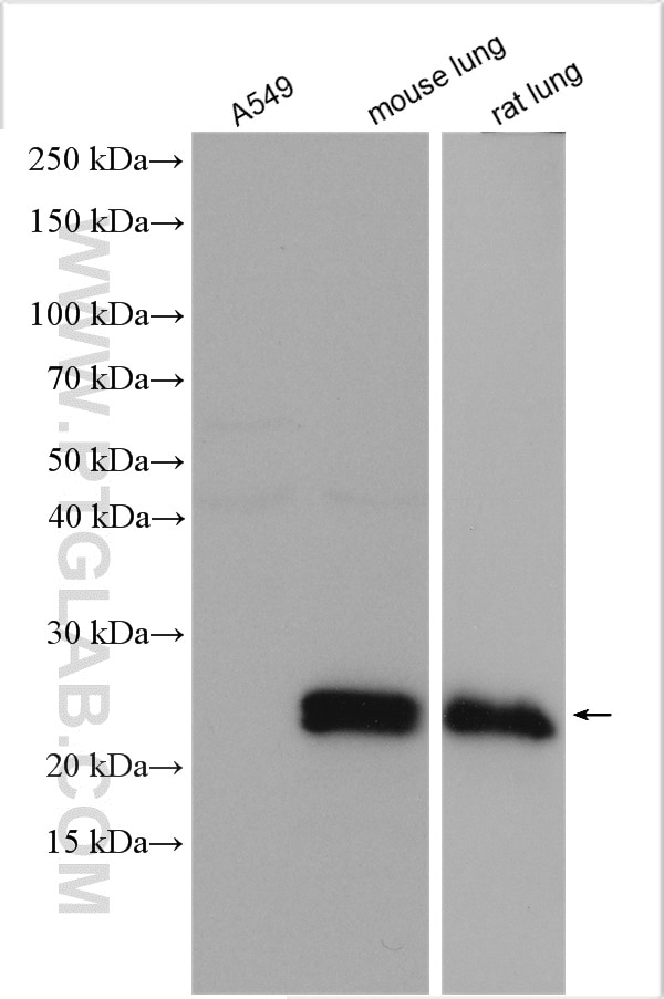 Western Blot (WB) analysis of various lysates using SFTPC Polyclonal antibody (10774-1-AP)