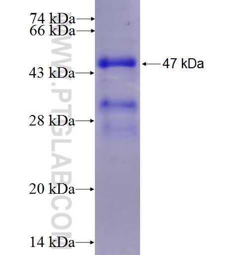 SFTPC fusion protein Ag1159 SDS-PAGE