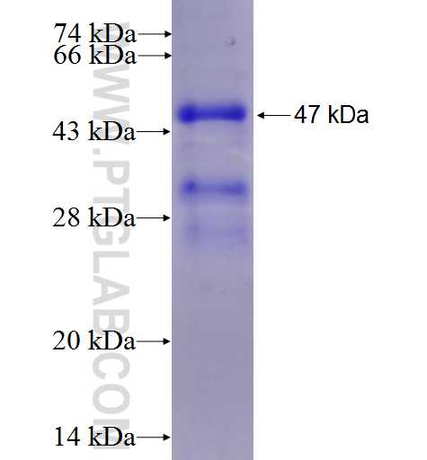 SFTPC fusion protein Ag1159 SDS-PAGE