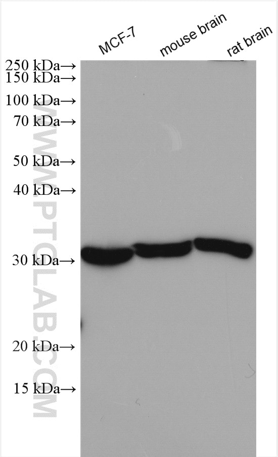 Western Blot (WB) analysis of various lysates using SFXN1 Polyclonal antibody (12296-1-AP)
