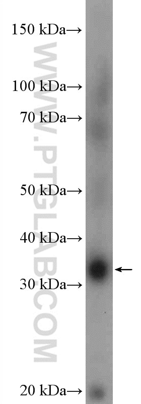 Western Blot (WB) analysis of mouse liver tissue using SFXN1 Polyclonal antibody (12296-1-AP)