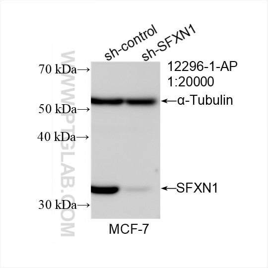 Western Blot (WB) analysis of MCF-7 cells using SFXN1 Polyclonal antibody (12296-1-AP)