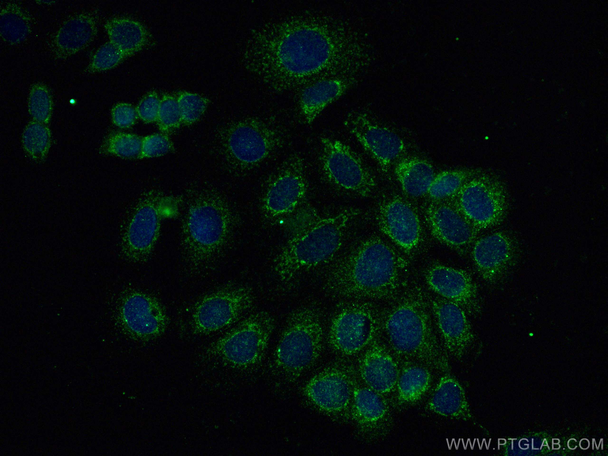 Immunofluorescence (IF) / fluorescent staining of MCF-7 cells using SFXN1 Monoclonal antibody (68024-1-Ig)