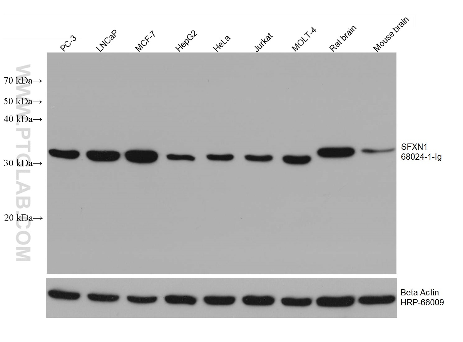 Western Blot (WB) analysis of various lysates using SFXN1 Monoclonal antibody (68024-1-Ig)