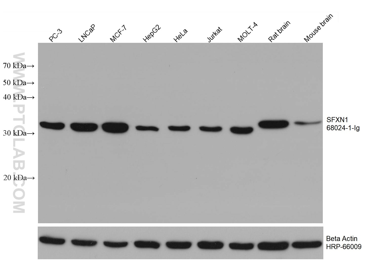 WB analysis using 68024-1-Ig