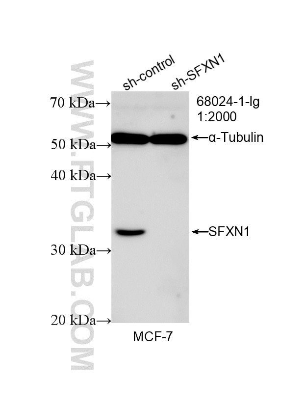 Western Blot (WB) analysis of MCF-7 cells using SFXN1 Monoclonal antibody (68024-1-Ig)