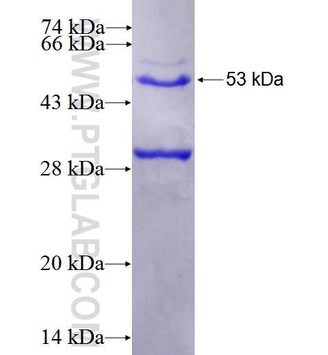 SFXN1 fusion protein Ag2985 SDS-PAGE