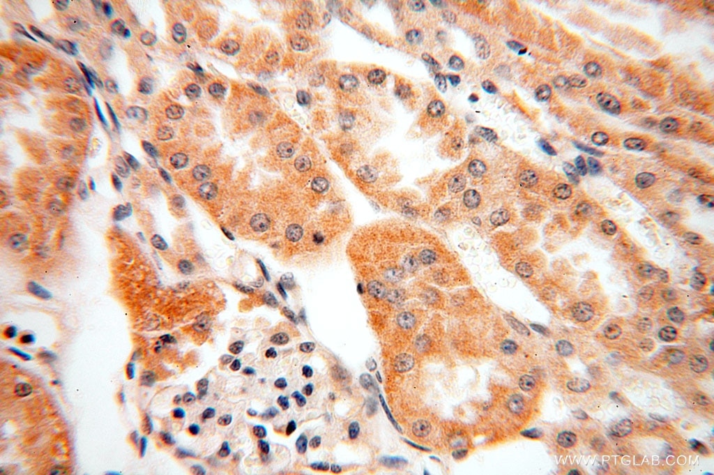 Immunohistochemistry (IHC) staining of human kidney tissue using SFXN2 Polyclonal antibody (15985-1-AP)