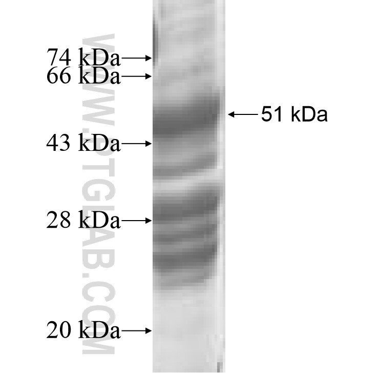 SFXN2 fusion protein Ag8788 SDS-PAGE