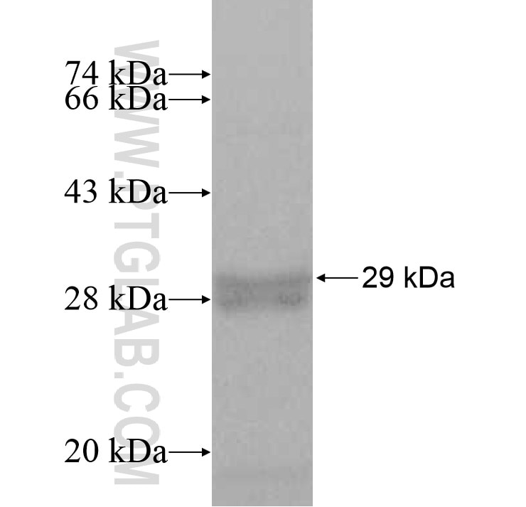 SFXN2 fusion protein Ag8958 SDS-PAGE