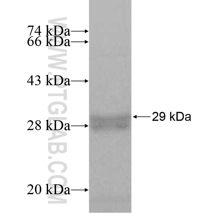 SFXN2 fusion protein Ag8958 SDS-PAGE SFXN2 fusion protein Ag8958 SDS-PAGE