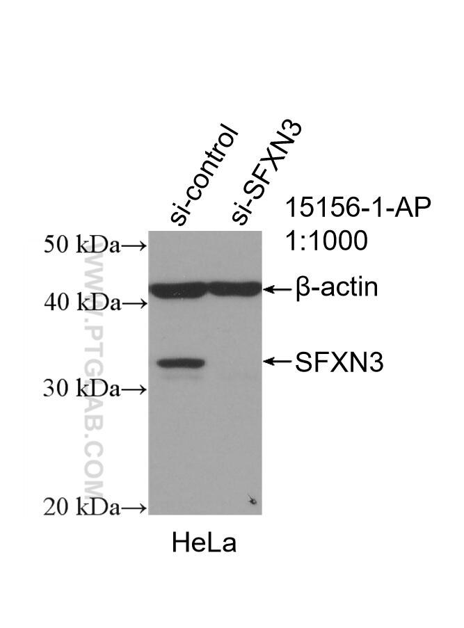 Western Blot (WB) analysis of HeLa cells using SFXN3 Polyclonal antibody (15156-1-AP)
