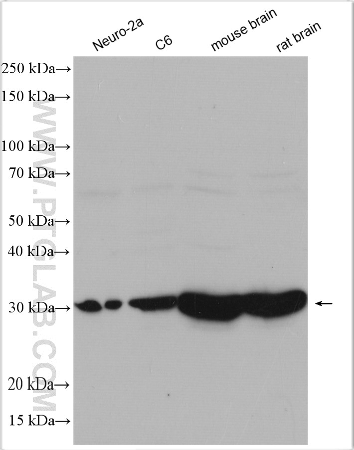 Western Blot (WB) analysis of various lysates using SFXN3 Polyclonal antibody (15156-1-AP)