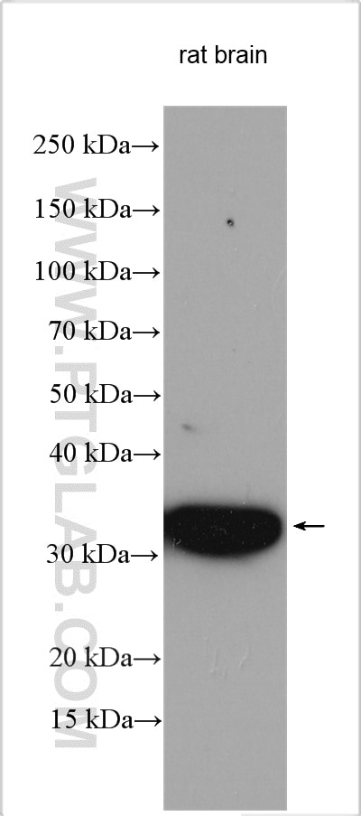Western Blot (WB) analysis of various lysates using SFXN3 Polyclonal antibody (15156-1-AP)