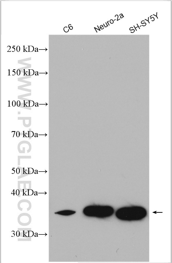 Western Blot (WB) analysis of various lysates using SFXN3 Polyclonal antibody (15156-1-AP)