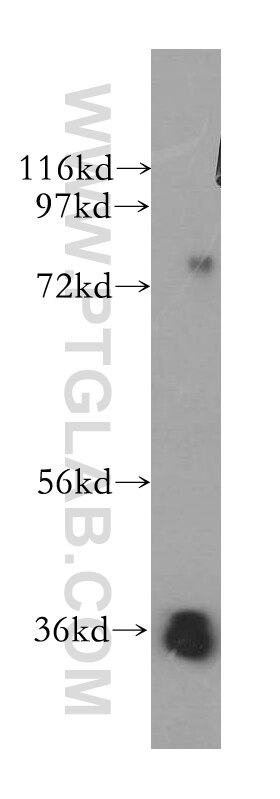 Western Blot (WB) analysis of NIH/3T3 cells using SFXN3 Polyclonal antibody (15156-1-AP)