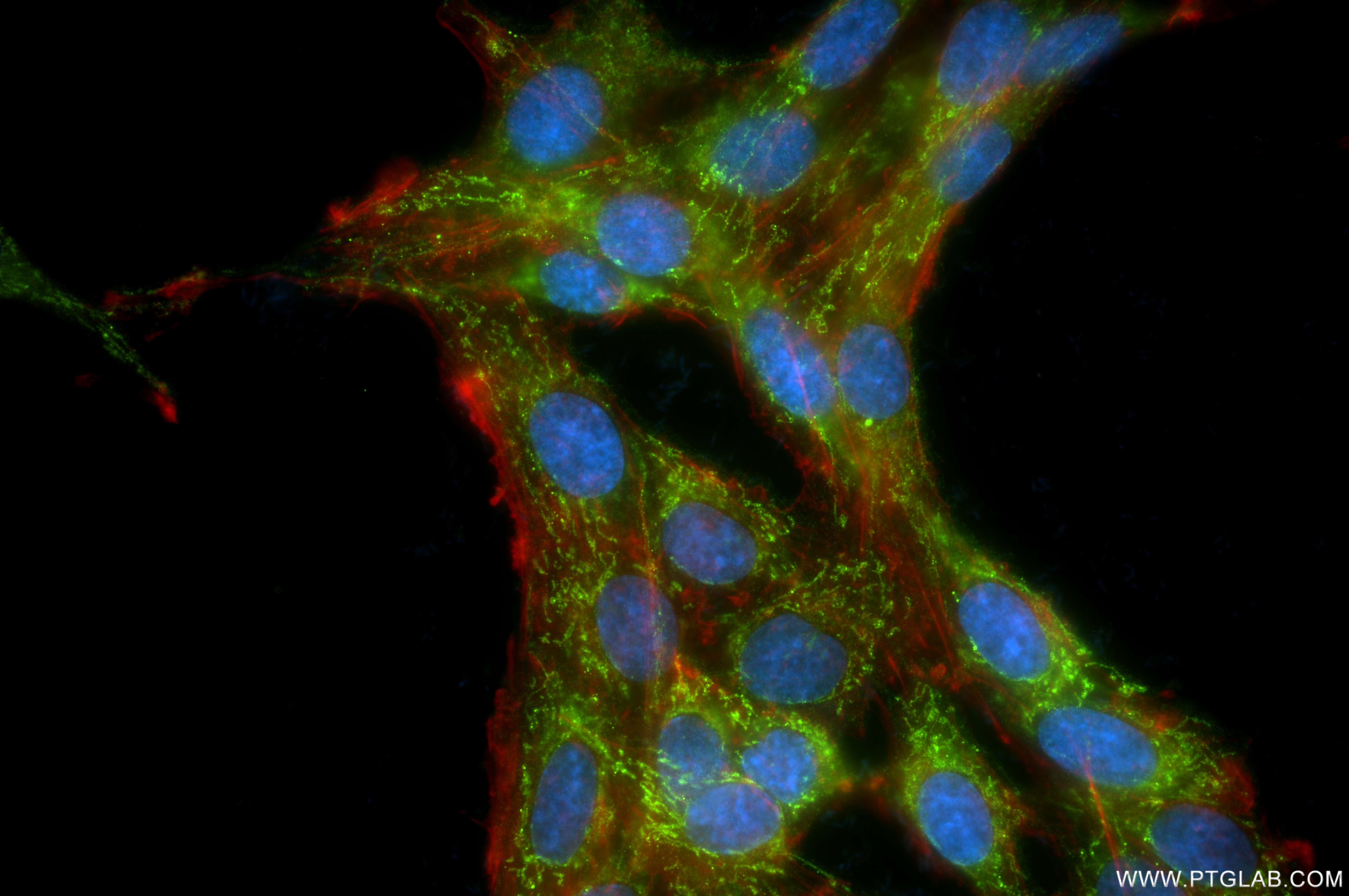 Immunofluorescence (IF) / fluorescent staining of C6 cells using SFXN3 Recombinant antibody (85978-1-RR)