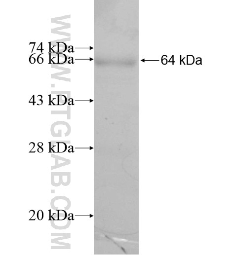 SFXN4 fusion protein Ag11846 SDS-PAGE