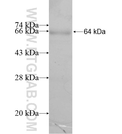 SFXN4 fusion protein Ag11846 SDS-PAGE
