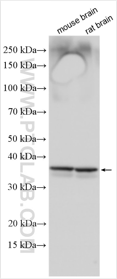 Western Blot (WB) analysis of various lysates using SFXN5 Polyclonal antibody (29358-1-AP)