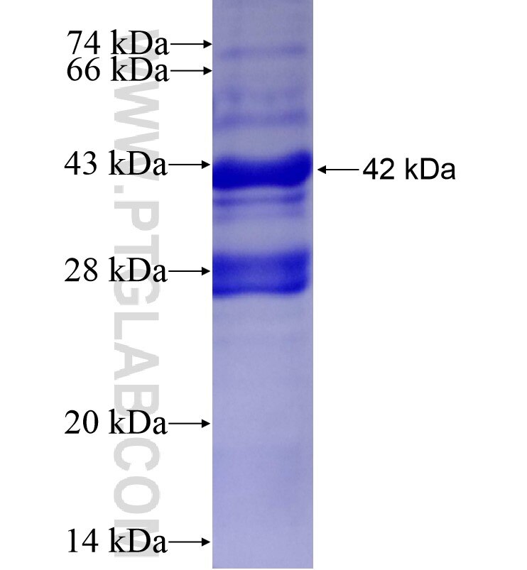 SFXN5 fusion protein Ag16203 SDS-PAGE