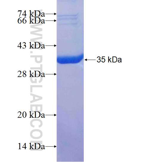 SGCA fusion protein Ag25143 SDS-PAGE