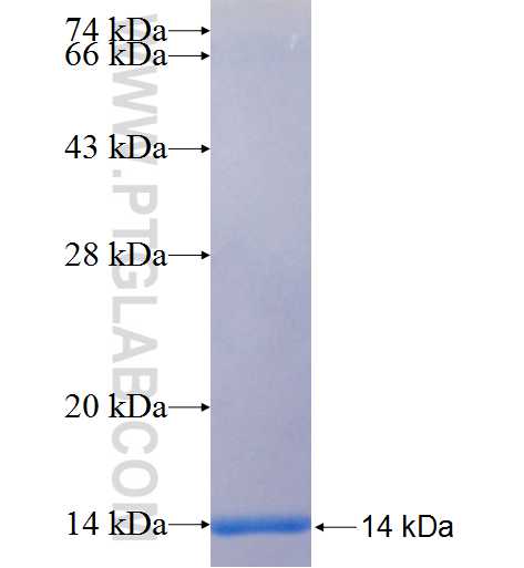 SGCA fusion protein Ag25520 SDS-PAGE