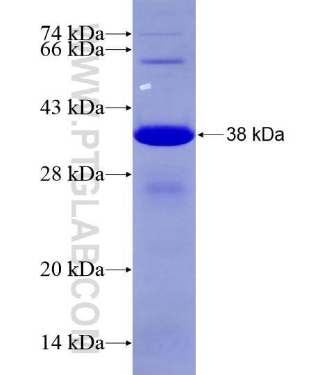 SGCA fusion protein Ag28800 SDS-PAGE