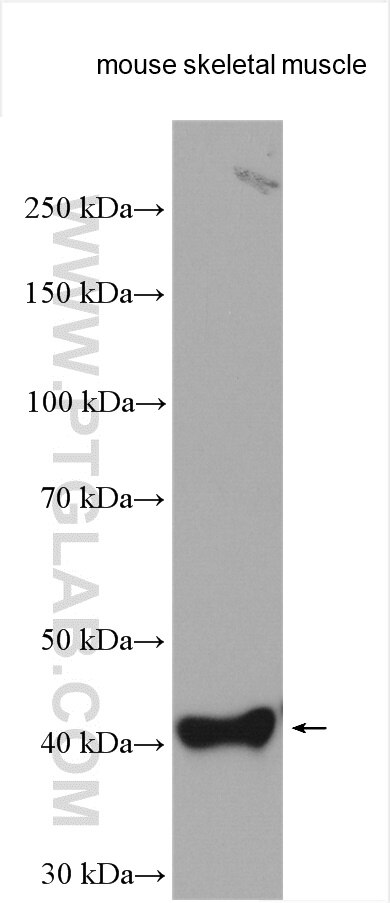 Western Blot (WB) analysis of mouse skeletal muscle tissue using Beta Sarcoglycan Polyclonal antibody (11936-1-AP)