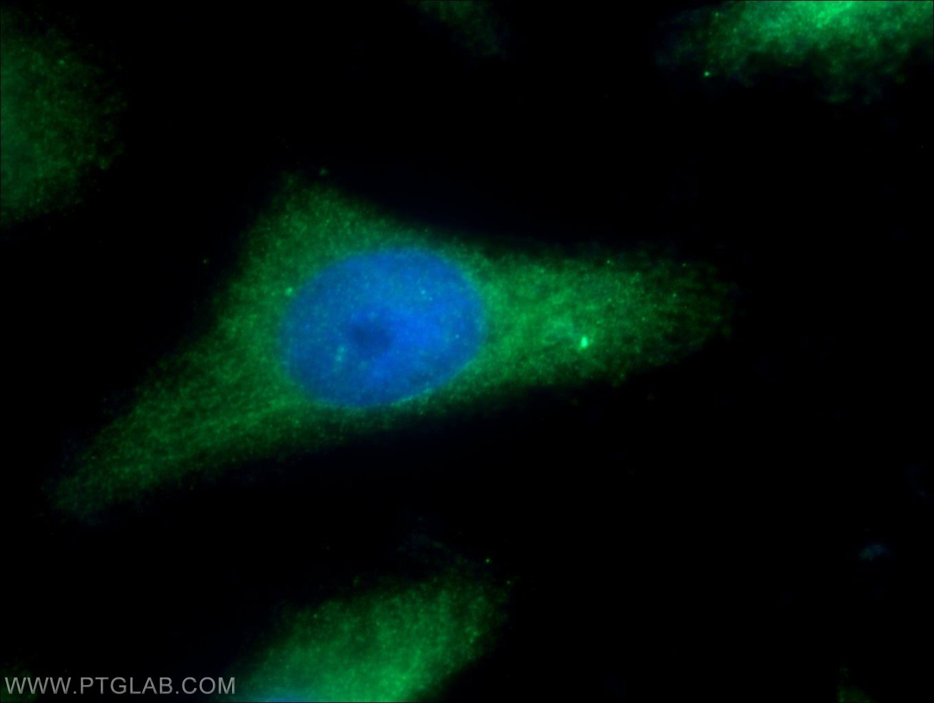 Immunofluorescence (IF) / fluorescent staining of HeLa cells using SGCE Polyclonal antibody (12407-1-AP)