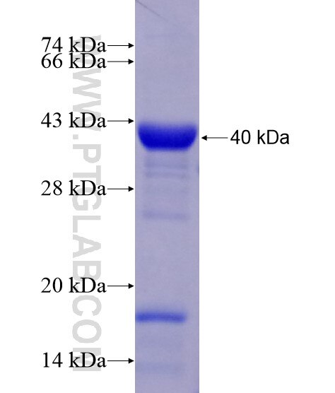 SGCE fusion protein Ag28611 SDS-PAGE SGCE fusion protein Ag28611 SDS-PAGE