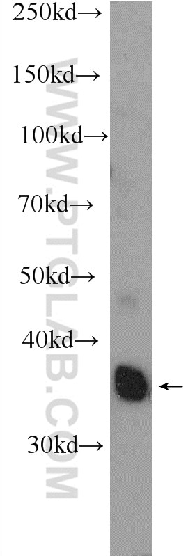 Western Blot (WB) analysis of mouse heart tissue using SGCG Polyclonal antibody (18102-1-AP)
