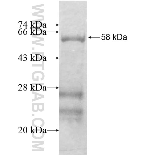 SGCG fusion protein Ag12586 SDS-PAGE