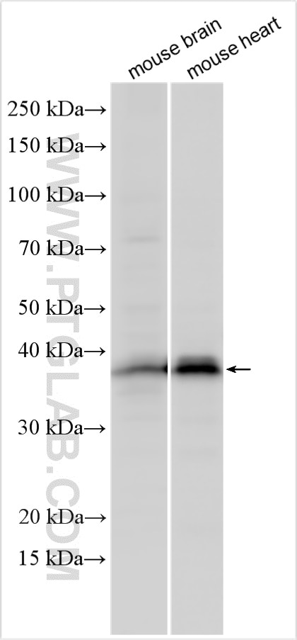 Western Blot (WB) analysis of various lysates using SGCZ Polyclonal antibody (21614-1-AP)
