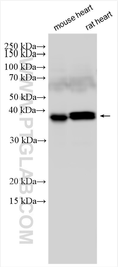 Western Blot (WB) analysis of various lysates using SGCZ Polyclonal antibody (21614-1-AP)