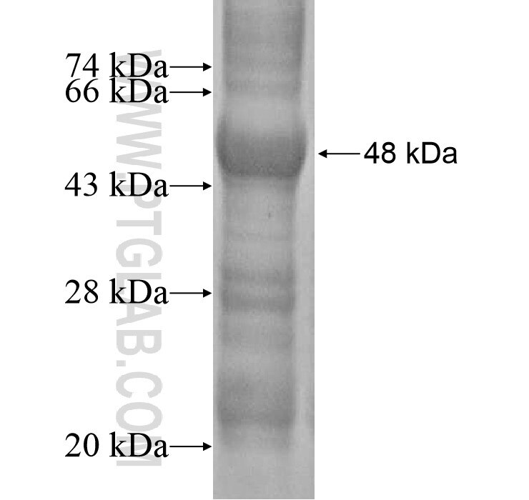 SGCZ fusion protein Ag16305 SDS-PAGE
