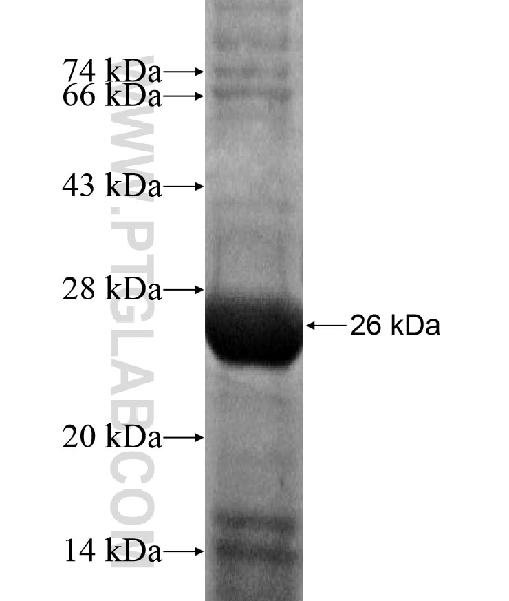 SGCZ fusion protein Ag17384 SDS-PAGE
