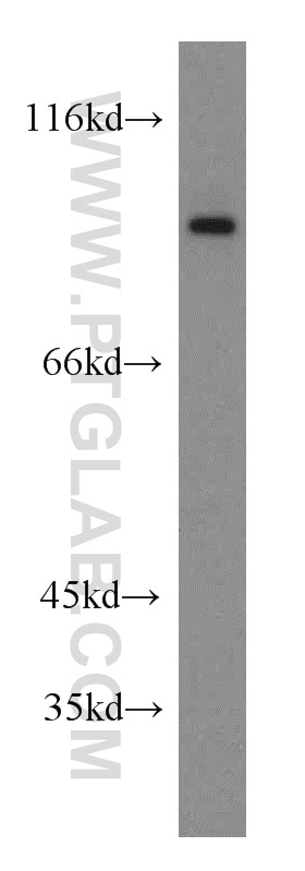 Western Blot (WB) analysis of PC-3 cells using SGEF Polyclonal antibody (12493-1-AP)