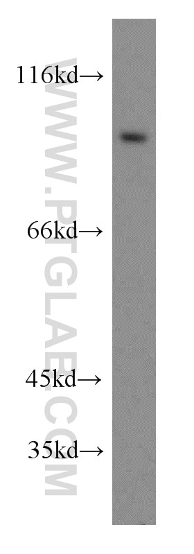 Western Blot (WB) analysis of PC-3 cells using SGEF Polyclonal antibody (12493-1-AP)